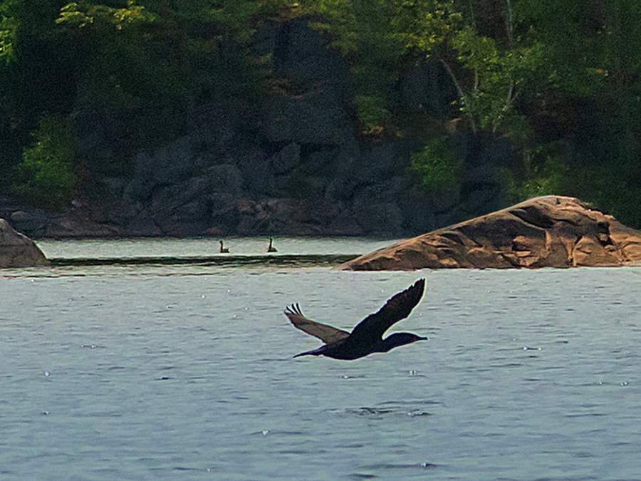 loon georgian bay