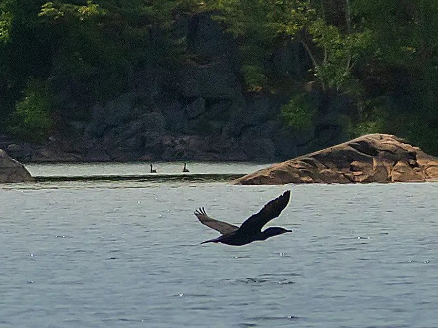 loon georgian bay