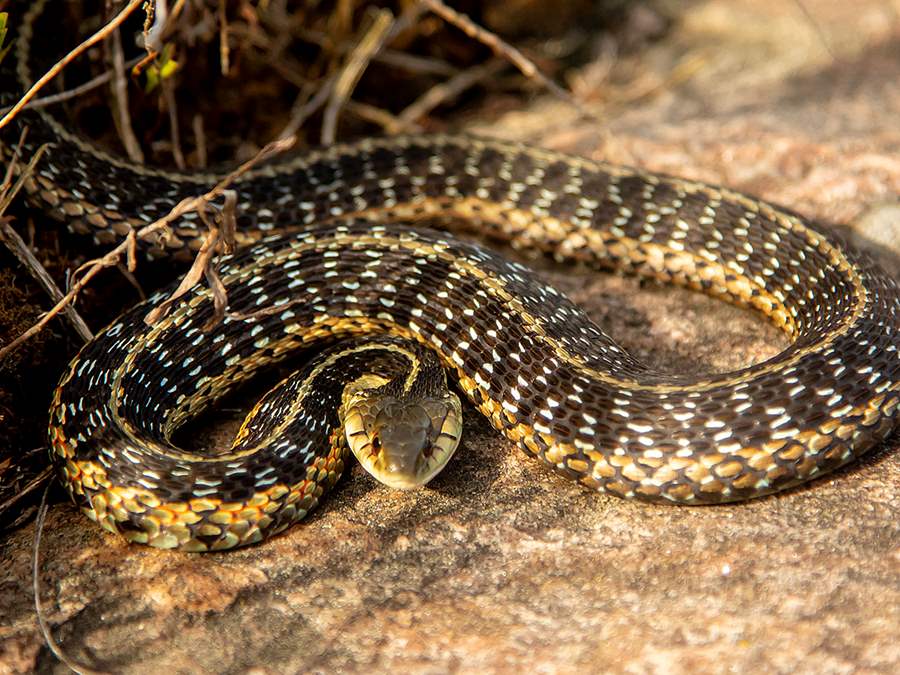 snake gillys snug harbour